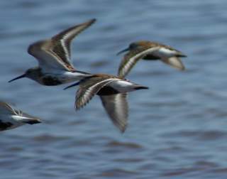 whimbrels